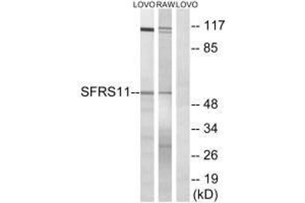 SRSF11 Antikörper