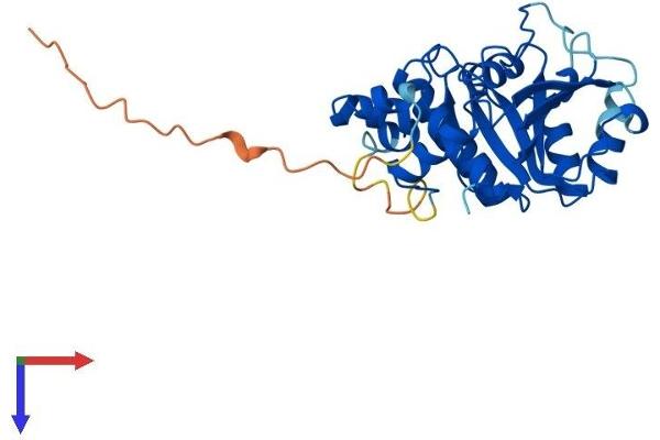 GTPBP8 Protein (AA 1-285) (His tag)