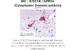 Image no. 1 for anti-KISS1 Receptor (KISS1R) (3rd Cytoplasmic Domain) antibody (ABIN1736237) (KISS1R Antikörper  (3rd Cytoplasmic Domain))