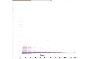 Image no. 2 for anti-Chemokine (C-X-C Motif) Ligand 10 (CXCL10) antibody (ABIN465893)