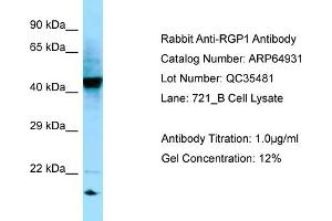 Western Blotting (WB) image for anti-RGP1 Retrograde Golgi Transport Homolog (RGP1) (C-Term) antibody (ABIN2789999)