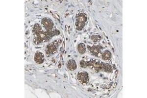 Immunohistochemical staining of human breast with METTL21D polyclonal antibody  shows moderate cytoplasmic positivity in glandular cells at 1:50-1:200 dilution. (Methyltransferase Like 21D (METTL21D) Antikörper)