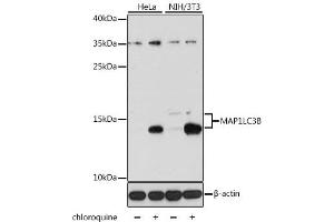Western blot analysis of extracts of various cell lines, using MAP1LC3B antibody (ABIN6291774) at 1:1000 dilution. (LC3B Antikörper)