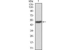 Western blot analysis using TIP60 mAb against human TIP60 (AA: 18-208) recombinant protein.