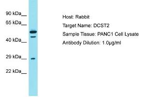 Host: Rabbit Target Name: DCST2 Sample Type: PANC1 Whole cell lysates Antibody Dilution: 1. (DCST2 Antikörper  (C-Term))