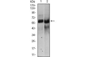 Western Blotting (WB) image for anti-Hyaluronan Synthase 2 (HAS2) (AA 67-170) antibody (ABIN1843972) (HAS2 Antikörper  (AA 67-170))