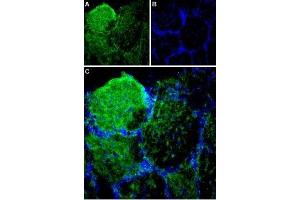 Immunohistochemistry (IHC) image for anti-Piezo-Type Mechanosensitive Ion Channel Component 1 (PIEZO1) (AA 1863-1876) antibody (ABIN7043434)