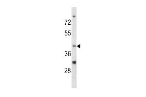 Western blot analysis of CCRN4L antibody (C-term) (ABIN390544 and ABIN2840883) in K562 cell line lysates (35 μg/lane). (CCRN4L Antikörper  (C-Term))