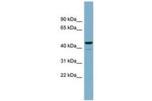 Image no. 1 for anti-Calcium Activated Nucleotidase 1 (CANT1) (AA 143-192) antibody (ABIN6743658) (CANT1 Antikörper  (AA 143-192))