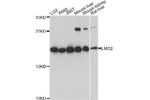Western blot analysis of extracts of various cell lines, using LMO2 antibody (ABIN1873555) at 1:3000 dilution. (LMO2 Antikörper)