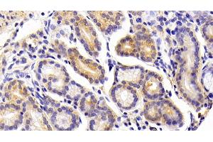 Detection of FGF21 in Porcine Stomach Tissue using Polyclonal Antibody to Fibroblast Growth Factor 21 (FGF21) (FGF21 Antikörper  (AA 28-208))