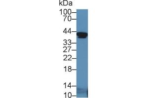 Western blot analysis of Mouse Serum, using Mouse IGFBP2 Antibody (5 µg/ml) and HRP-conjugated Goat Anti-Rabbit antibody ( (IGFBP2 Antikörper  (AA 24-305))