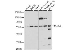Western blot analysis of extracts of various cell lines, using PSMC1 antibody (ABIN7269584) at 1:1000 dilution. (PSMC1 Antikörper  (AA 77-440))