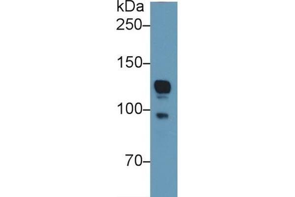 ITIH4 antibody  (AA 29-157)