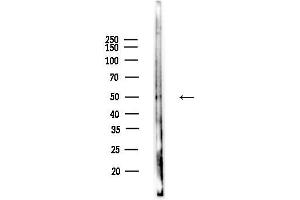 Western blot analysis of lysates from Mouse liver, using GABR Antibody at 1/1000 dilution.