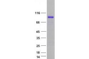 Western Blotting (WB) image for RAN Binding Protein 3 (RANBP3) protein (Myc-DYKDDDDK Tag) (ABIN2730456)