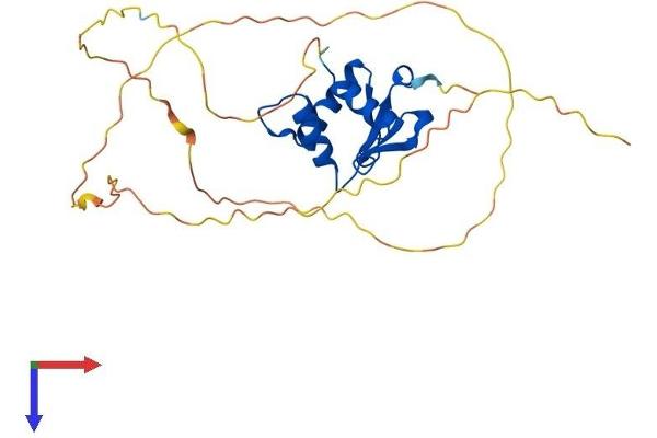 SPIB Protein (AA 1-267) (His tag)