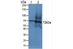 Western blot analysis of (1) Human Lung Tissue and (2) Mouse Testis Tissue. (Dystrophin Antikörper  (AA 3048-3328))