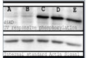 Image no. 1 for anti-Phosphoserine (phosphorylated) antibody (ABIN264875) (Phosphoserine Antikörper  (phosphorylated))