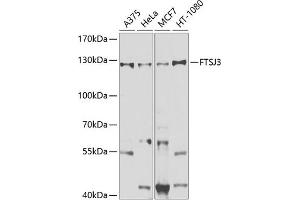 Western blot analysis of extracts of various cell lines, using FTSJ3 antibody (ABIN6131656, ABIN6140799, ABIN6140800 and ABIN6225346) at 1:1000 dilution. (FTSJ3 Antikörper  (AA 608-847))