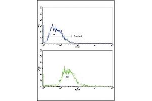 Flow cytometric analysis of HepG2 cells using GCG Antibody (N-term)(bottom histogram) compared to a negative control cell (top histogram). (Glucagon Antikörper  (N-Term))