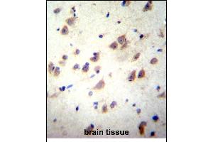 GRIN3B Antibody (C-term) (ABIN656225 and ABIN2845542) immunohistochemistry analysis in formalin fixed and paraffin embedded human brain tissue followed by peroxidase conjugation of the secondary antibody and DAB staining. (GRIN3B Antikörper  (C-Term))