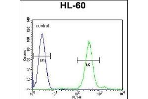 CNIH2 Antibody (N-term) (ABIN655476 and ABIN2844999) flow cytometric analysis of HL-60 cells (right histogram) compared to a negative control cell (left histogram). (CNIH2 Antikörper  (N-Term))