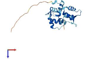 MYL7 Protein (AA 1-175) (His tag)