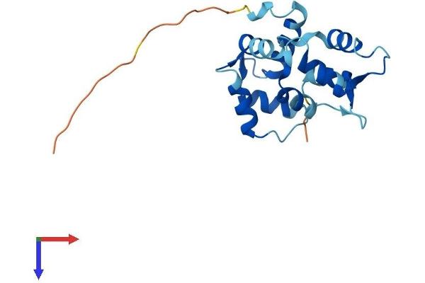 MYL7 Protein (AA 1-175) (His tag)