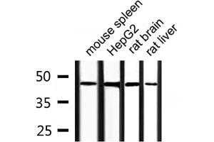 Western blot analysis of extracts from HepG2, mouse spleen, rat liver, rat brain, using COPS3 Antibody. (COPS3 Antikörper  (C-Term))