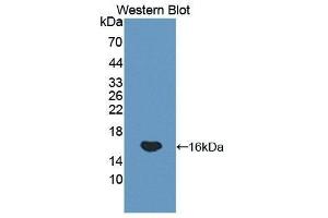 Western Blotting (WB) image for anti-Glycoprotein Ib (Platelet), beta Polypeptide (GP1BB) (AA 52-164) antibody (ABIN1859041) (GP1BB Antikörper  (AA 52-164))
