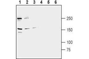 Western Blotting (WB) image for anti-ATP-Binding Cassette, Sub-Family B (MDR/TAP), Member 1 (ABCB1) (AA 673-686) antibody (ABIN7042950)