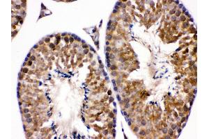 Anti- EDNRB Picoband antibody, IHC(P) IHC(P): Mouse Testis Tissue (EDNRB Antikörper  (C-Term))