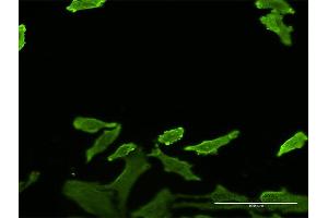 Immunofluorescence (IF) image for anti-serpin Peptidase Inhibitor, Clade B (Ovalbumin), Member 1 (SERPINB1) (AA 201-300) antibody (ABIN515235)