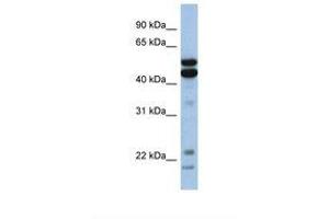 Image no. 1 for anti-Nuclear Factor, Interleukin 3 Regulated (NFIL3) (AA 254-303) antibody (ABIN6737641)