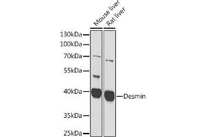 Western blot analysis of extracts of C2C12 cells, using Desmin antibody  at 1:400 dilution. (Desmin Antikörper  (AA 1-200))