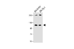 All lanes : Anti-PCDHA8 Antibody (C-term) at 1:1000 dilution Lane 1: SH-SY5Y whole cell lysate Lane 2: ZR-75-1 whole cell lysate Lysates/proteins at 20 μg per lane. (PCDHa8 Antikörper  (C-Term))
