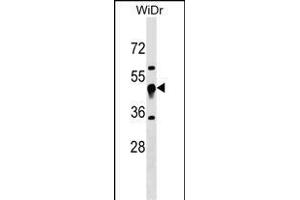 UQCRC1 Antibody (N-term) (ABIN1539072 and ABIN2850354) western blot analysis in WiDr cell line lysates (35 μg/lane). (UQCRC1 Antikörper  (N-Term))