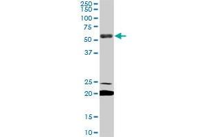 Western Blotting (WB) image for anti-Early B-Cell Factor 3 (EBF3) (AA 381-480) antibody (ABIN566977)