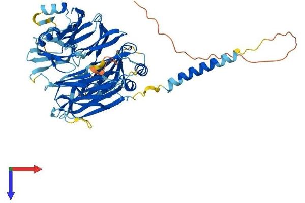ITFG3 Protein (AA 1-555) (His tag)