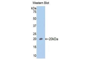 Western Blotting (WB) image for anti-Glycoprotein VI (Platelet) (GP6) (AA 86-231) antibody (ABIN1175188)