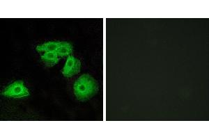 Peptide - +Immunofluorescence analysis of HeLa cells, using ADORA3 antibody. (Adenosine A3 Receptor Antikörper)