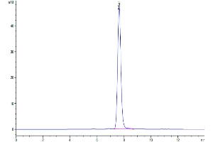 The purity of Cynomolgus GDF15 is greater than 95 % as determined by SEC-HPLC. (GDF15 Protein (AA 197-308) (Fc Tag))