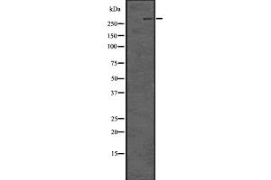 Western blot analysis of Lrp2 / Megalin using COLO205 whole cell lysates (LRP2 Antikörper  (Internal Region))