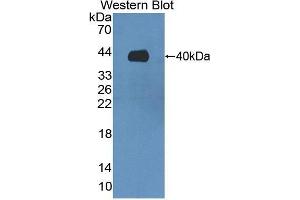 Western Blotting (WB) image for anti-V-Set Domain Containing T Cell Activation Inhibitor 1 (VTCN1) (AA 153-241) antibody (ABIN1860948) (VTCN1 Antikörper  (AA 153-241))