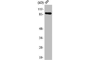 Western Blot analysis of 293 cells using ARHGEF19 Polyclonal Antibody (ARHGEF19 Antikörper  (Internal Region))