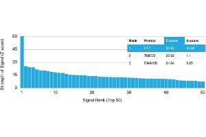 Analysis of Protein Array containing more than 19,000 full-length human proteins using RET Mouse Monoclonal Antibody (RET/2795). (Ret Proto-Oncogene Antikörper  (AA 702-848))