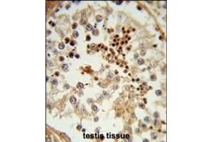 Formalin-fixed and paraffin-embedded human testis tissue reacted with HSL Antibody (C-term), which was peroxidase-conjugated to the secondary antibody, followed by DAB staining. (HSPA4L Antikörper  (C-Term))