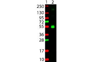 Western Blot showing detection of Monkey IgG Gamma Chain. (Ziege anti-Affe IgG (Heavy Chain) Antikörper (TRITC) - Preadsorbed)