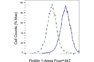 Validation of Flotillin 1 knockdown using flow cytometry. (Rekombinanter Flotillin 1 Antikörper)